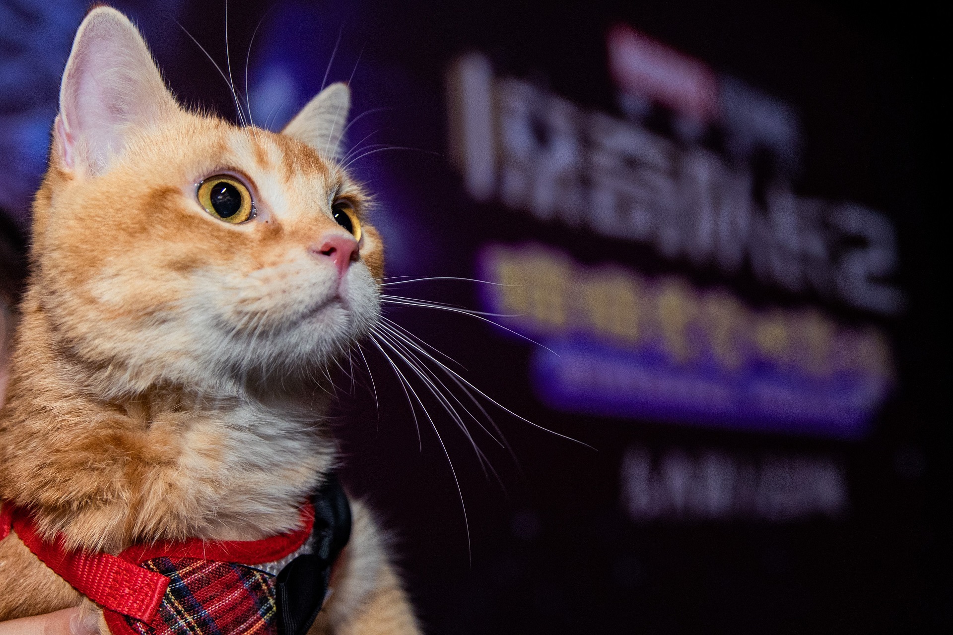 猫.jpg